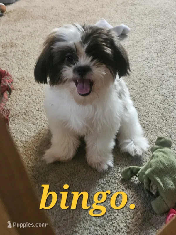 Bingo "imperial" – Shih Tzu puppy for sale in Conroe, TX