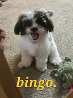 Bingo "imperial", a male Shih Tzu for sale in Conroe, TX – 1 of 5