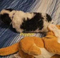 Pepper, a male Shih Tzu for sale in Conroe, TX – 7 of 8