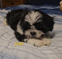 Jedi, a male Shih Tzu for sale in Conroe, TX – 5 of 8