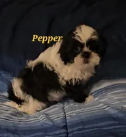 Pepper, a male Shih Tzu for sale in Conroe, TX – 6 of 8