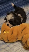 Jedi, a male Shih Tzu for sale in Conroe, TX – 7 of 8