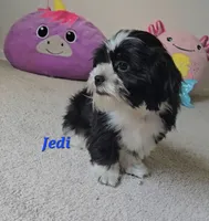 "New Pictures" Jedi, a male Shih Tzu for sale in Conroe, TX – 5 of 6