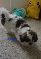 "New Pictures" Bingo, a male Shih Tzu for sale in Conroe, TX – 4 of 5