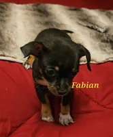 Fabian, a male Chihuahua for sale in Conroe, TX – 2 of 6
