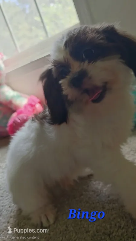 "New Pictures" Bingo – Shih Tzu puppy for sale in Conroe, TX