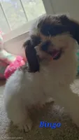 "New Pictures" Bingo, a male Shih Tzu for sale in Conroe, TX – 2 of 5