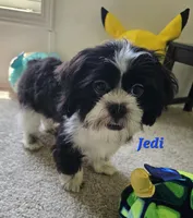 "New Pictures" Jedi, a male Shih Tzu for sale in Conroe, TX – 3 of 6