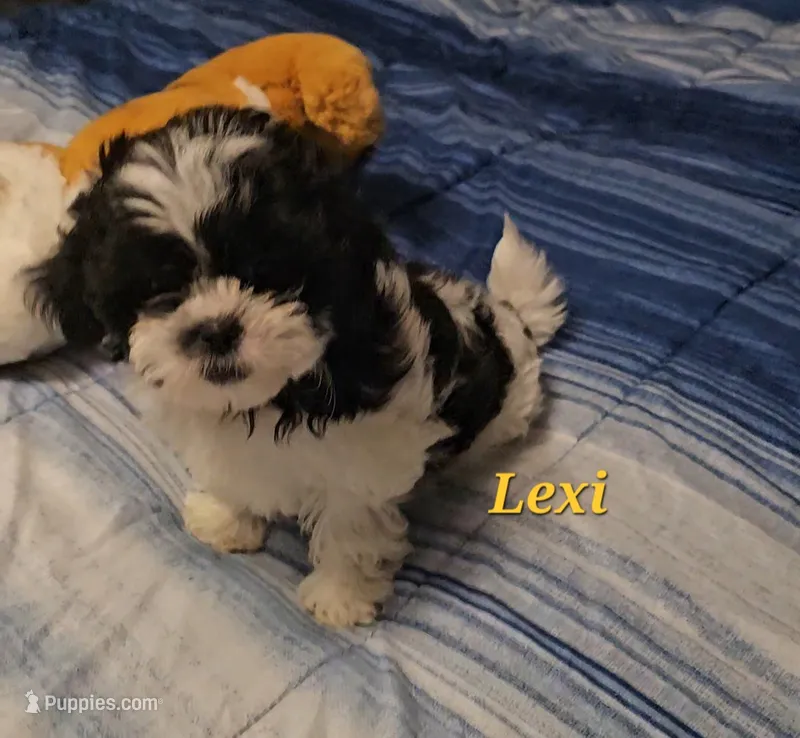 Lexi  – Shih Tzu puppy for sale in Conroe, TX