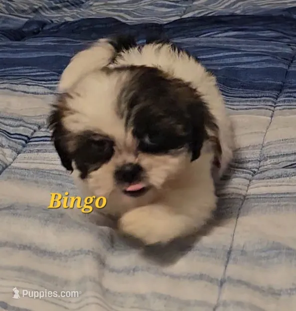 Bingo – Shih Tzu puppy for sale in Conroe, TX