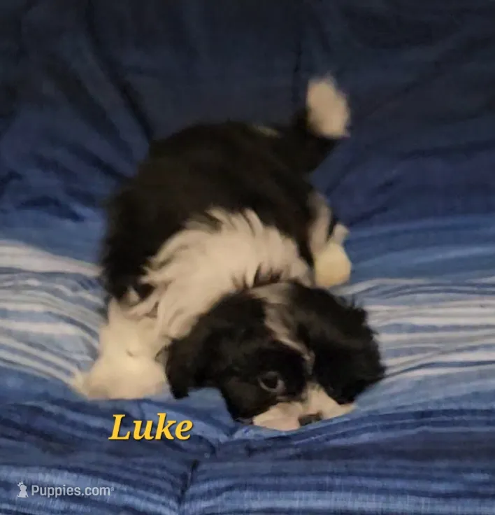Luke – Shih Tzu puppy for sale in Conroe, TX