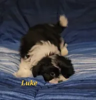 Luke, a male Shih Tzu for sale in Conroe, TX – 1 of 7