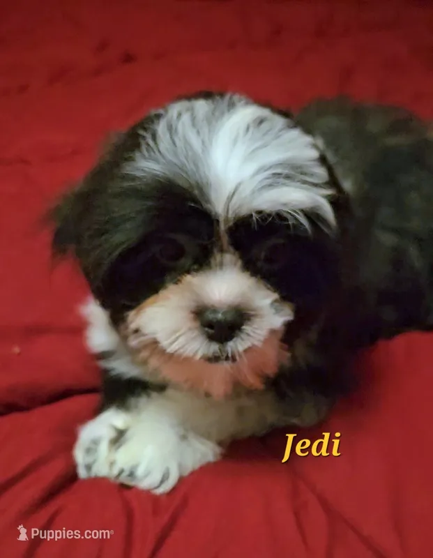 Jedi – Shih Tzu puppy for sale in Conroe, TX