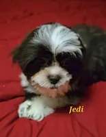 Jedi, a male Shih Tzu for sale in Conroe, TX – 1 of 3