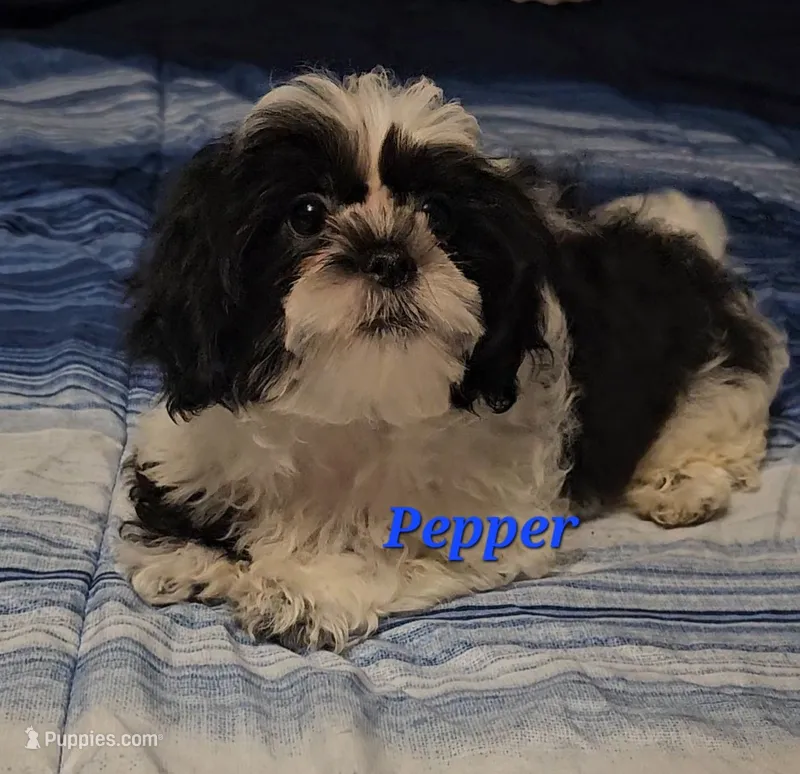 Pepper – Shih Tzu puppy for sale in Conroe, TX