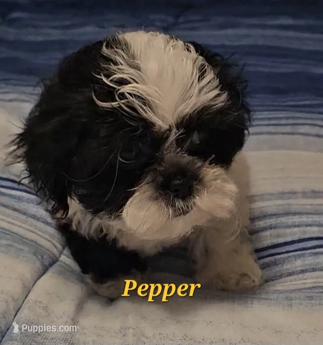 Pepper – Shih Tzu puppy for sale in Conroe, TX