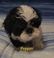 Pepper, a male Shih Tzu for sale in Conroe, TX – 1 of 8