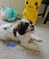 "New Pictures" Bingo, a male Shih Tzu for sale in Conroe, TX – 5 of 5