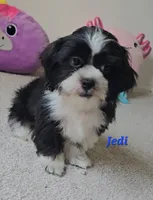 "New Pictures" Jedi, a male Shih Tzu for sale in Conroe, TX – 2 of 6