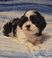 Lexi , a female Shih Tzu for sale in Conroe, TX – Photo 7 of 8
