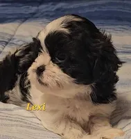 Lexi , a female Shih Tzu for sale in Conroe, TX – Photo 3 of 8