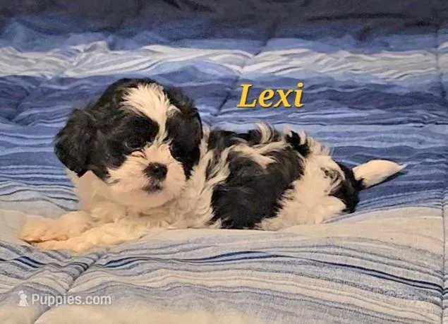 Lexi  – Shih Tzu puppy for sale in Conroe, TX