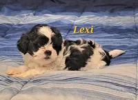 Lexi , a female Shih Tzu for sale in Conroe, TX – Photo 1 of 8