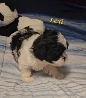 Lexi , a female Shih Tzu for sale in Conroe, TX – Photo 2 of 8