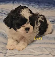 Lexi , a female Shih Tzu for sale in Conroe, TX – Photo 5 of 8