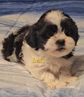 Lexi , a female Shih Tzu for sale in Conroe, TX – Photo 4 of 8