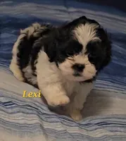 Lexi , a female Shih Tzu for sale in Conroe, TX – Photo 6 of 8