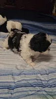 Lexi , a female Shih Tzu for sale in Conroe, TX – Photo 8 of 8
