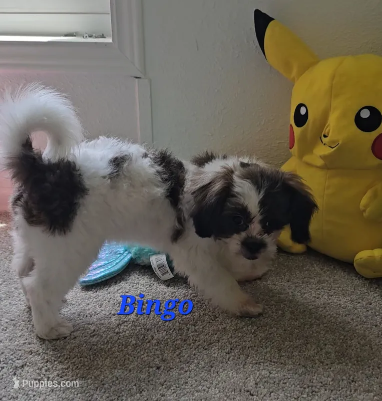 "New Pictures" Bingo – Shih Tzu puppy for sale in Conroe, TX