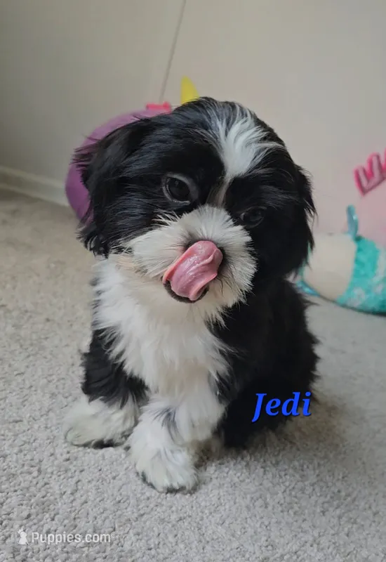 "New Pictures" Jedi – Shih Tzu puppy for sale in Conroe, TX