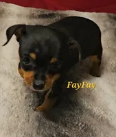 FayFay, a female Chihuahua for sale in Conroe, TX – 5 of 6