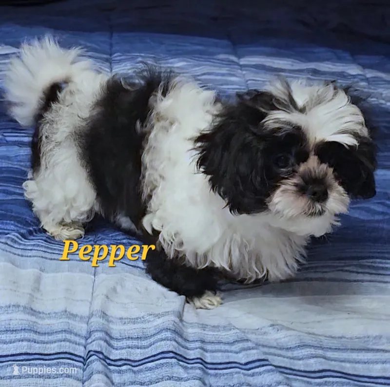 Pepper – Shih Tzu puppy for sale in Conroe, TX