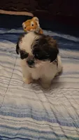 Bingo, a male Shih Tzu for sale in Conroe, TX – 5 of 5