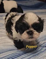 Pepper, a male Shih Tzu for sale in Conroe, TX – Photo 6 of 10