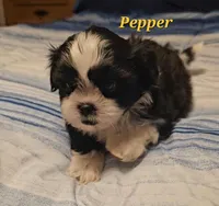 Pepper, a male Shih Tzu for sale in Conroe, TX – Photo 3 of 10