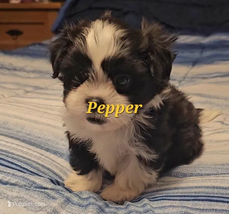 Pepper – Shih Tzu puppy for sale in Conroe, TX