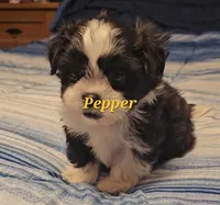 Pepper, a male Shih Tzu for sale in Conroe, TX – Photo 1 of 10