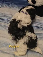 Pepper, a male Shih Tzu for sale in Conroe, TX – Photo 7 of 10