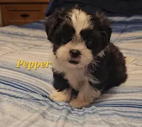 Pepper, a male Shih Tzu for sale in Conroe, TX – Photo 5 of 10