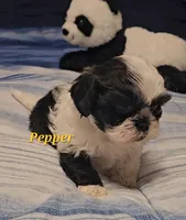 Pepper, a male Shih Tzu for sale in Conroe, TX – Photo 4 of 10