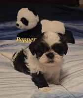 Pepper, a male Shih Tzu for sale in Conroe, TX – Photo 2 of 10