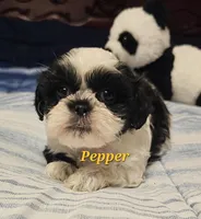 Pepper, a male Shih Tzu for sale in Conroe, TX – Photo 9 of 10