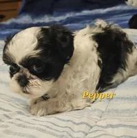 Pepper, a male Shih Tzu for sale in Conroe, TX – Photo 10 of 10