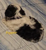 Pepper, a male Shih Tzu for sale in Conroe, TX – Photo 8 of 10