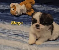 Bingo, a male Shih Tzu for sale in Conroe, TX – 1 of 5