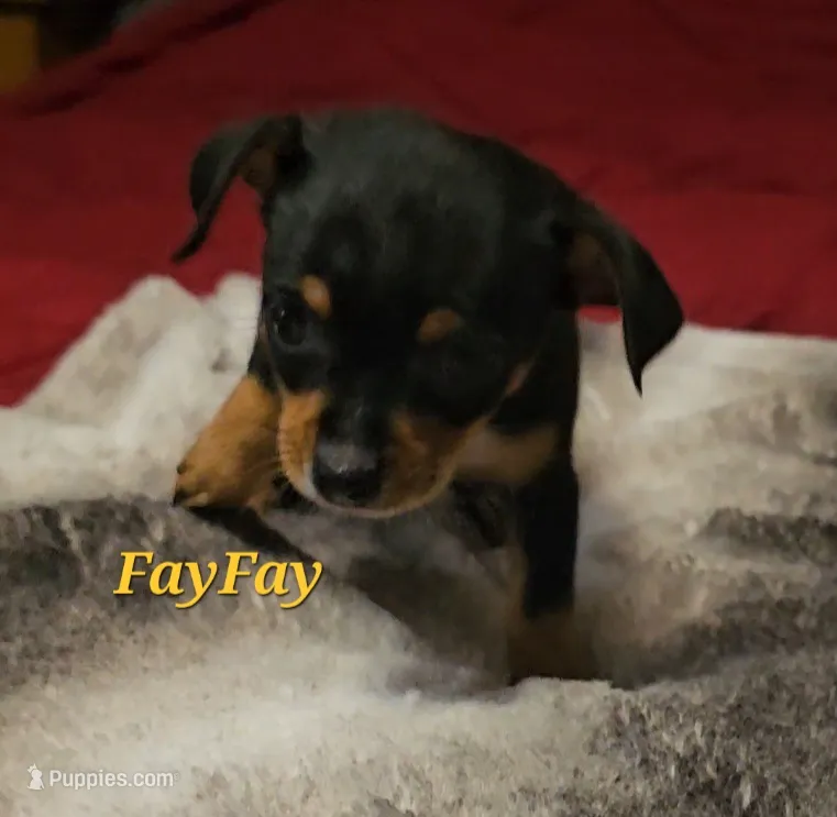 FayFay – Chihuahua puppy for sale in Conroe, TX